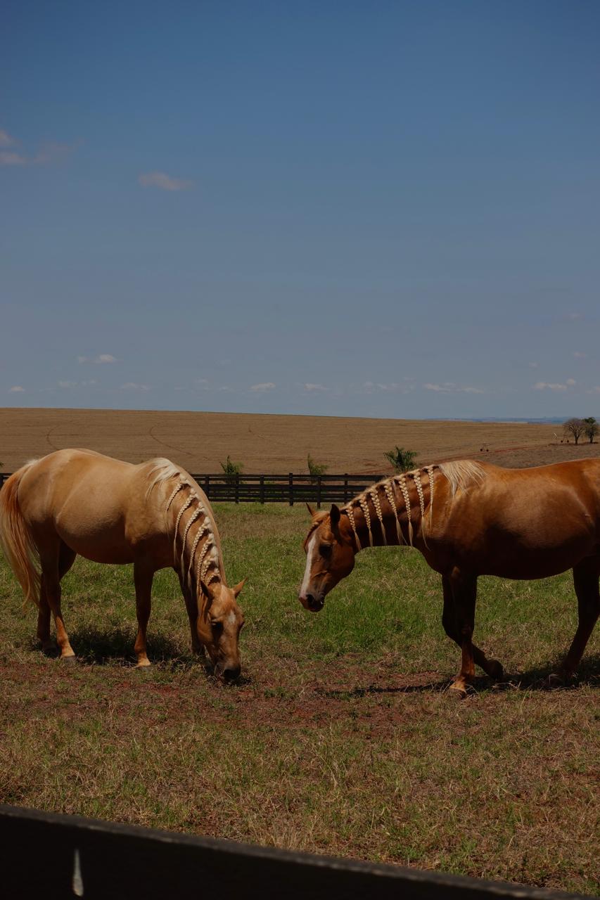 Cavalos Quarto de Milha da Fazenda Lagoa do Alto CM em Itaí/SP