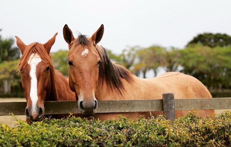 Os cavalos